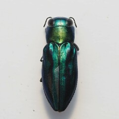 Chrysobothris purpureovittata
