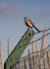 Mimus saturninus