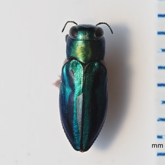 Chrysobothris purpureovittata