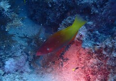 Halichoeres prosopeion