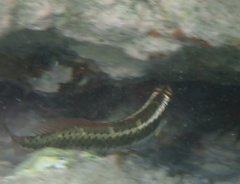 Halichoeres maculipinna