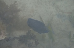 Acanthurus coeruleus