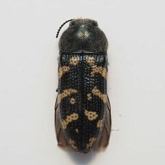 Acmaeodera obtusa