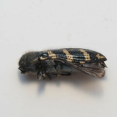 Acmaeodera obtusa
