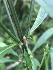 Homalodisca vitripennis