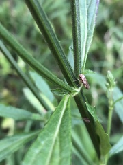 Homalodisca vitripennis