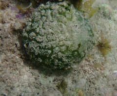 Tethya actinia