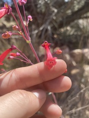 Penstemon utahensis