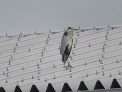 Ardea cinerea