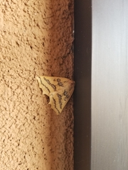 Prochoerodes amplicineraria