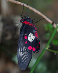 Pachliopta polydorus