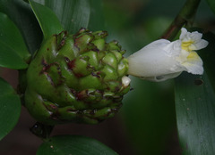 Costus dubius