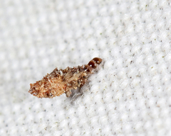 Dahlica triquetrella