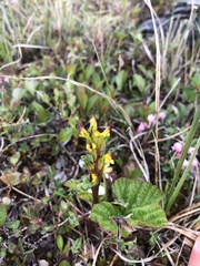 Pedicularis flammea