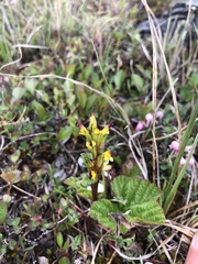 Pedicularis flammea