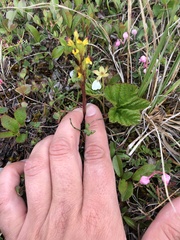Pedicularis flammea
