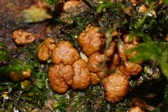 Trichoderma paraviridescens