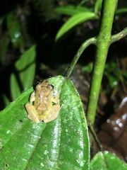 Pristimantis mallii