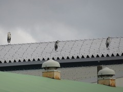 Ardea cinerea
