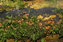 Trichoderma paraviridescens