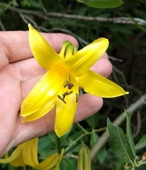 Lilium parryi