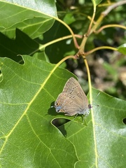 Satyrium edwardsii