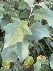 Solanum paniculatum