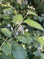 Solanum paniculatum