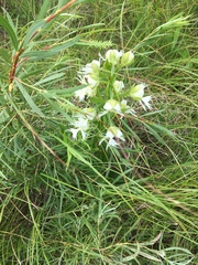 Platanthera praeclara