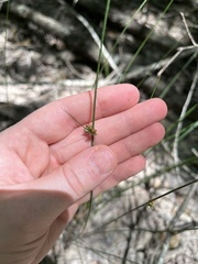 Juncus coriaceus
