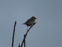 Cisticola juncidis