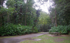 Costus dubius