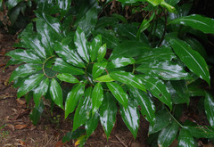 Costus dubius
