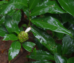 Costus dubius