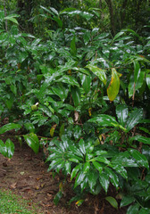 Costus dubius