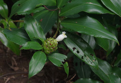 Costus dubius
