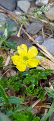 Ranunculus formosa-montanus