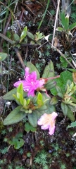 Rhododendron rubropilosum taiwanalpinum