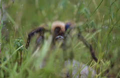 Aphonopelma mooreae