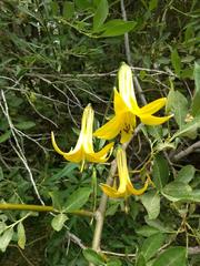 Lilium parryi