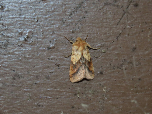 Purple-lined Sallow photo 3
