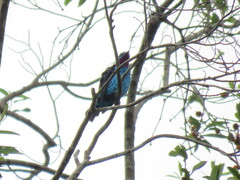 Cotinga cayana