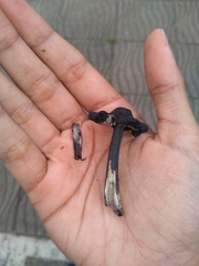 Hygrocybe conica