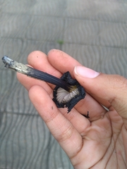 Hygrocybe conica