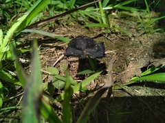 Hygrocybe conica