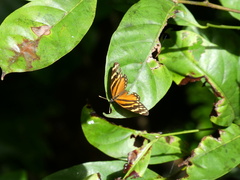 Eresia