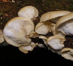Crepidotus nephrodes