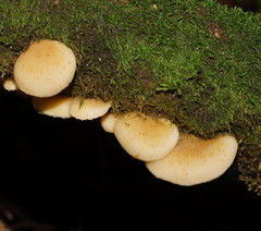 Crepidotus nephrodes