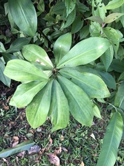 Costus spiralis