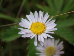 Erigeron decumbens